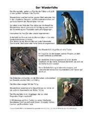 Wanderfalke-Steckbrief.pdf